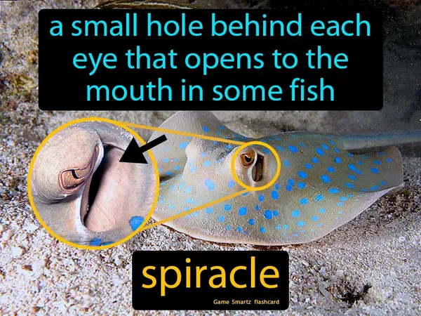 A small hole behind each eye that opens to the mouth in some fish