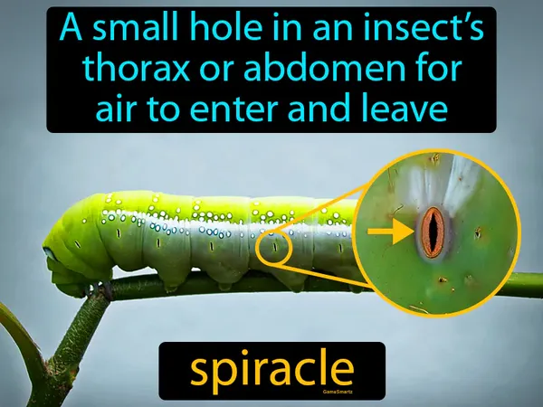 a small hole in an insect’s thorax or abdomen for air to enter and leave