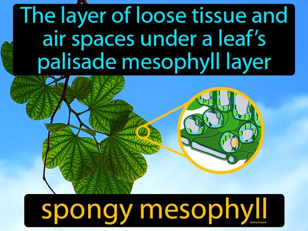 the layer of loose tissue and air spaces under a leaf’s palisade mesophyll layer