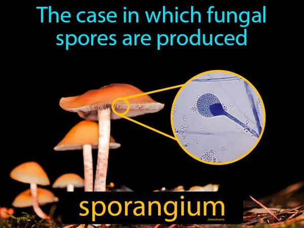 the case in which fungal spores are produced