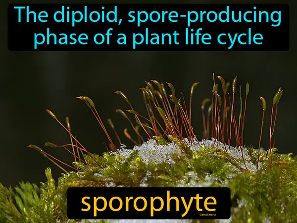 the diploid, spore-producing phase of a plant life cycle