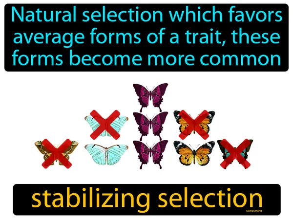 natural selection which favors average forms of a trait, these forms become more common