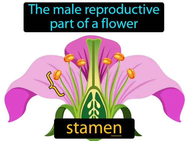 the male reproductive part of a flower