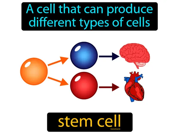 a cell that can produce different types of cells