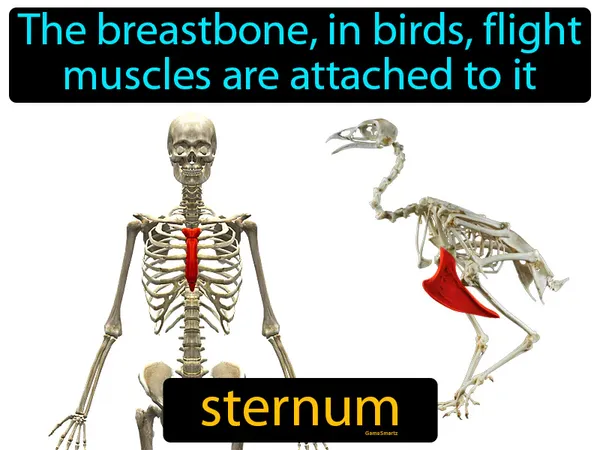 the breastbone in birds, flight muscles are attached to it
