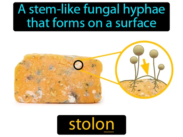 a horizontal stem that produces roots when it touches the ground