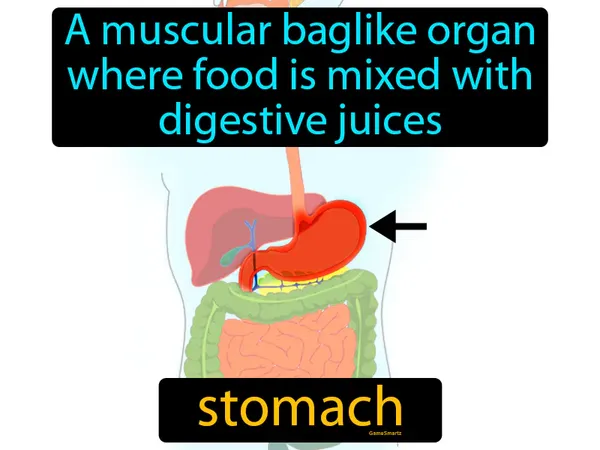 a muscular baglike organ where food is mixed with digestive juices