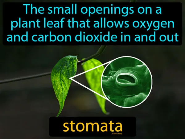 the small openings on a plant leaf that allows oxygen and carbon dioxide in and out