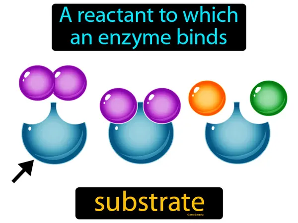 A reactant to which an enzyme binds