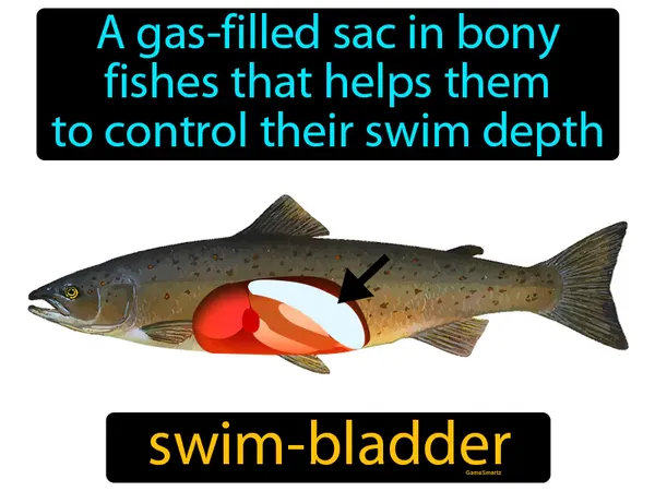 a gas-filled sac in bony fishes that helps them to control their swim depth