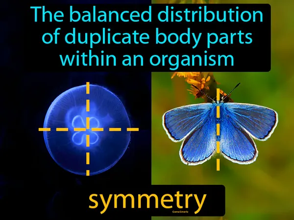 the balanced distribution of duplicate body parts within an organism