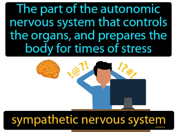 the part of the autonomic nervous system that controls the organs, and prepares the body for times of stress