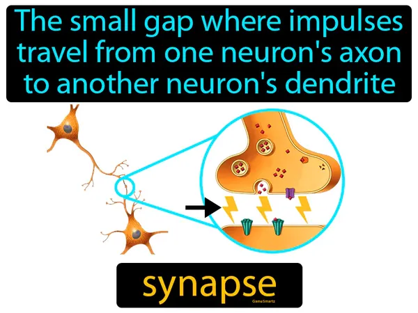the small gap where impulses travel from one neuron's axon to another neuron's dendrite