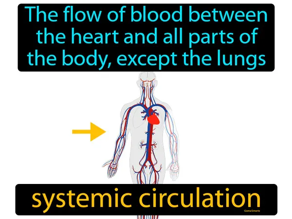 the flow of blood between the heart and all parts of the body, except the lungs