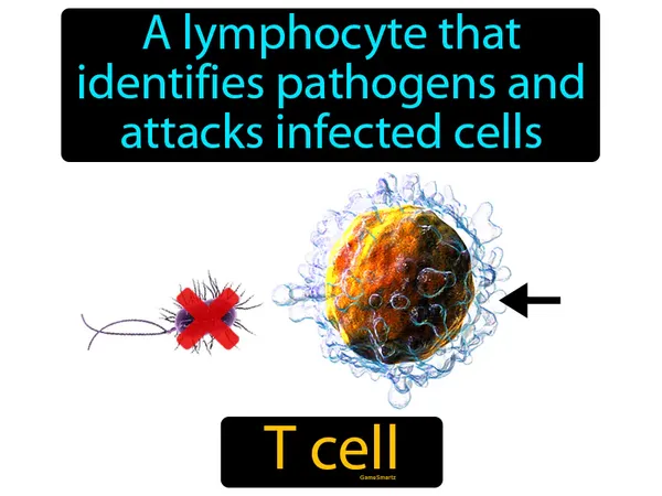 a lymphocyte that identifies pathogens and attacks infected cells, it matures in the thymus