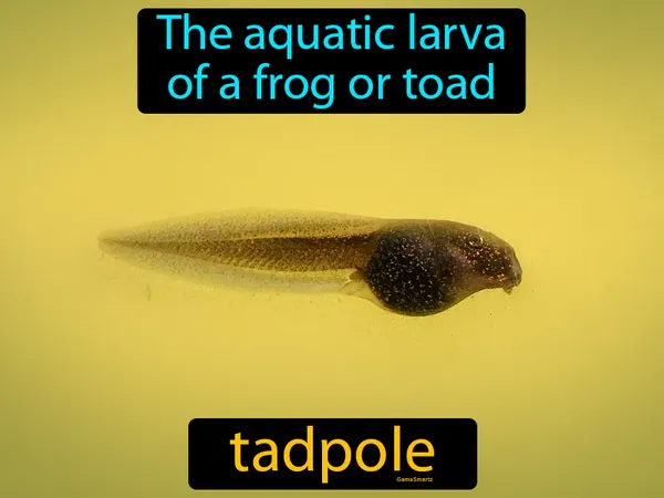 the aquatic larva of a frog or toad