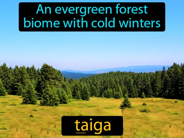 an evergreen forest biome with cold winters
