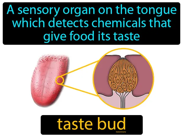 a sensory organ on the tongue which detects chemicals that give food its taste