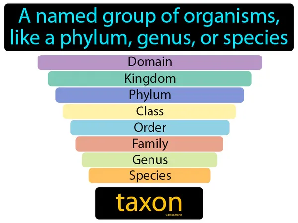 a named group of organisms, like a phylum, genus, or species