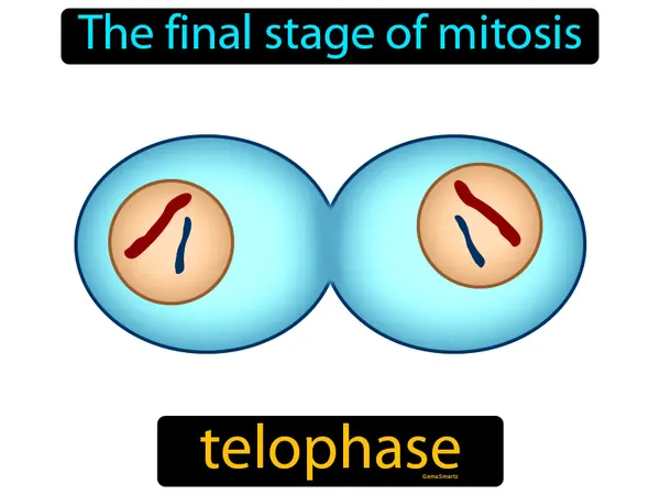 the final stage of mitosis