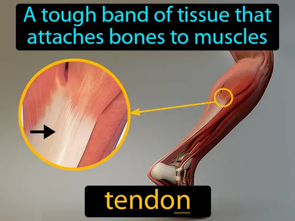 a tough band of tissue that attaches bones to muscles