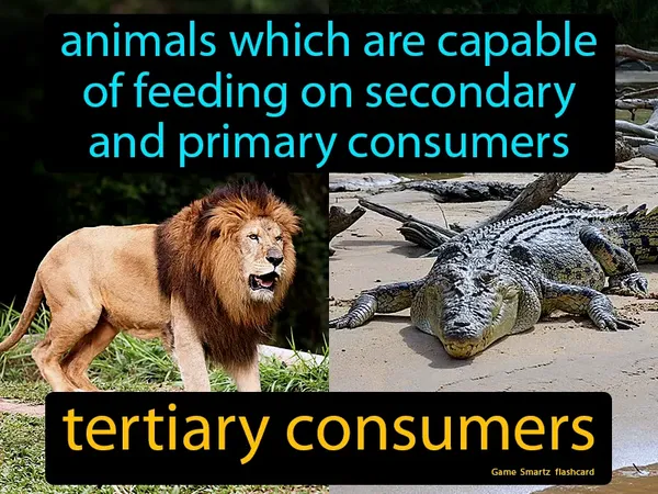 Animals which are capable of feeding on secondary and primary consumers