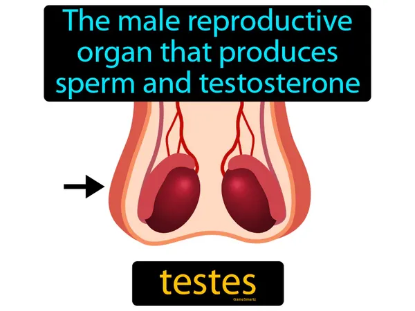 the male reproductive organs that produce sperm and testosterone