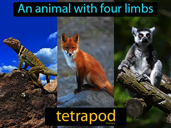 an animal with four limbs