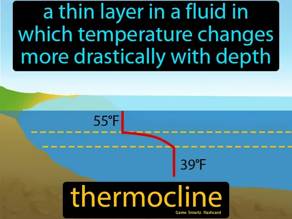A thin layer in a fluid in which temperature changes more drastically with depth