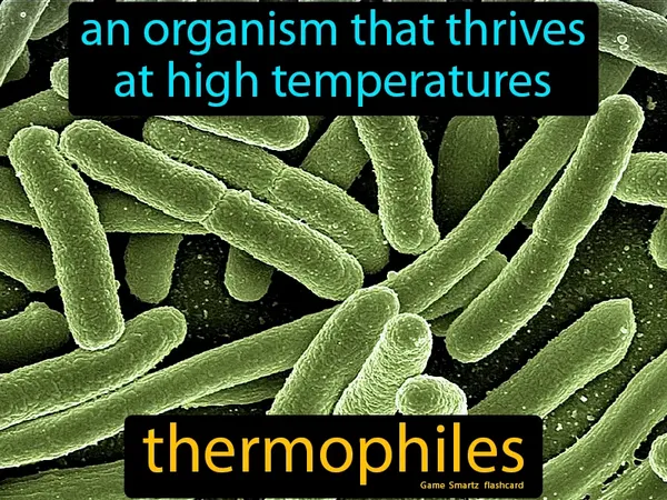 An organism that thrives at high temperatures