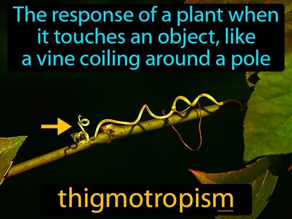 the response of a plant when it touches an object, like a vine coiling around a pole