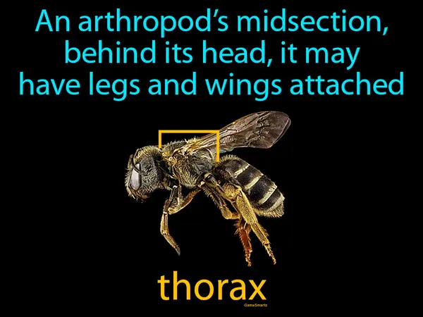 an arthropod’s midsection, behind its head, it may have legs and wings attached