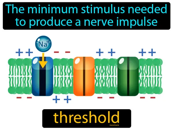 the minimum stimulus needed to produce a nerve impulse