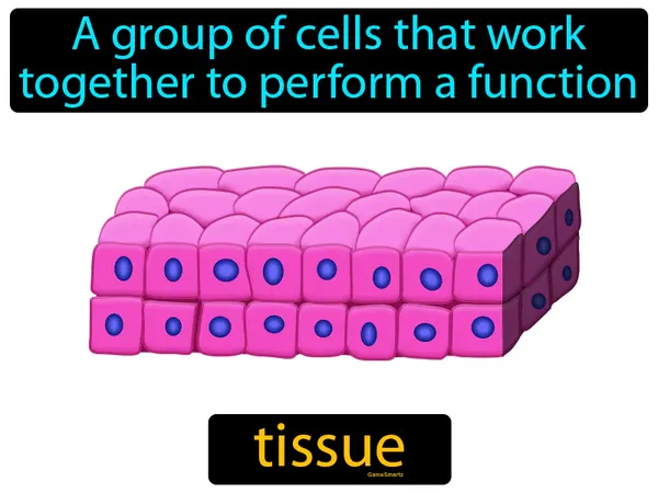 a group of similar cells working together to perform the same function