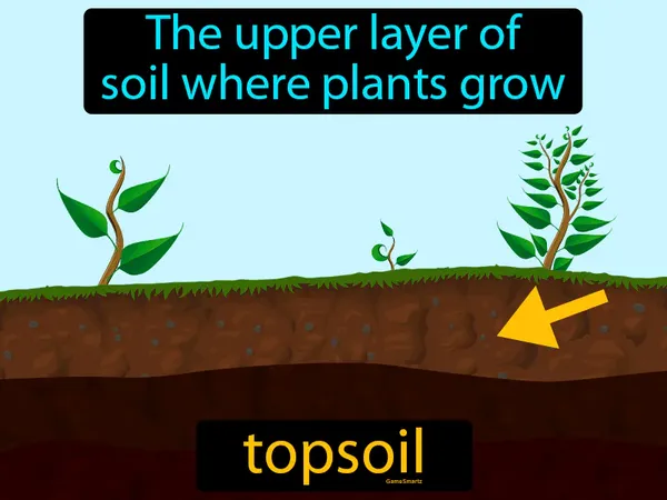the upper layer of soil where plants grow