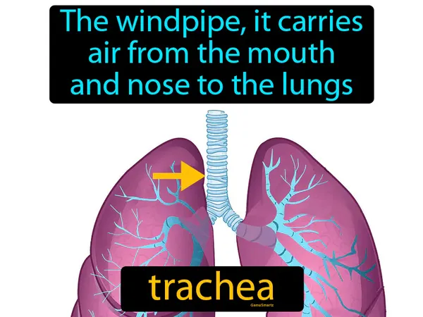 the windpipe, it carries air from the mouth and nose to the lungs