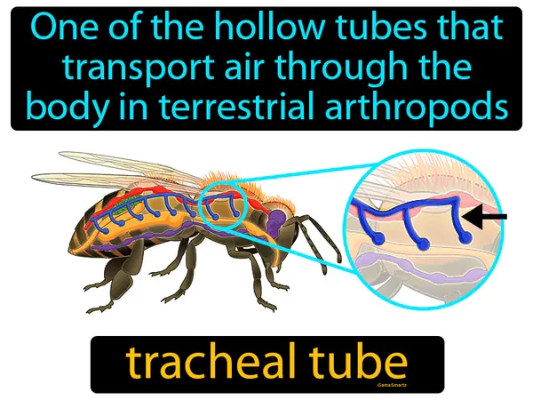 one of the hollow tubes that transport air through the body in terrestrial arthropods
