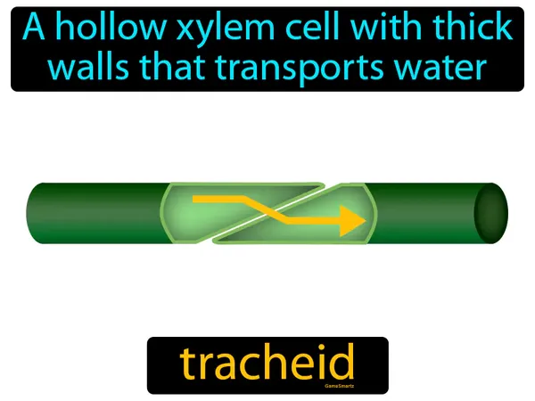 a hollow xylem cell with thick walls that transports water