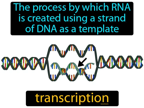 the process by which RNA is created using a strand of DNA as a template