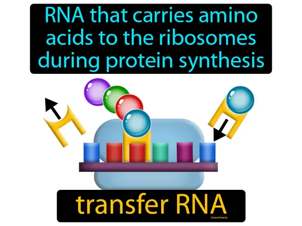 RNA that carries amino
acids to the ribosomes
during protein synthesis