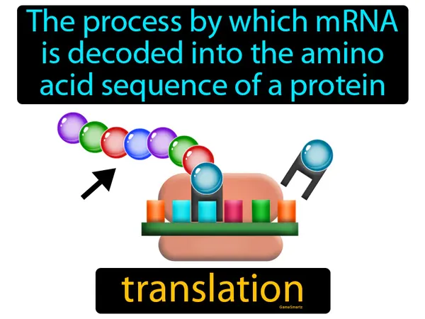 the process by which mRNA is decoded into the amino acid sequence of a protein
