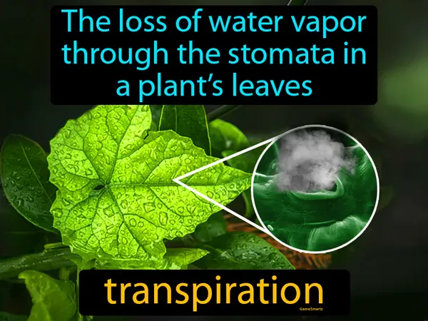 the loss of water vapor through the stomata in a plant’s leaves