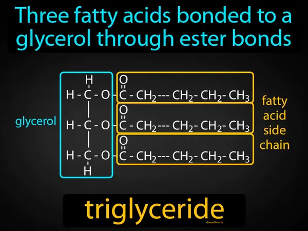 three fatty acids bonded to a glycerol through ester bonds