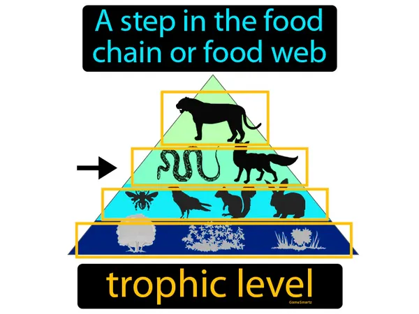 a step in the food chain or food web