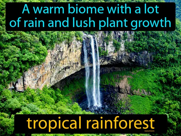 a warm biome with a lot of rain and lush plant growth
