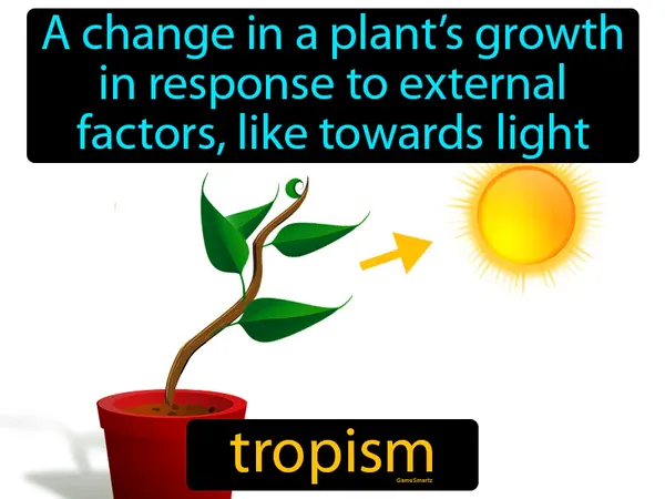 a change in a plant’s growth in response to external factors, like growing towards the light