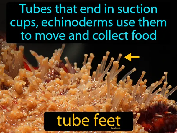 hollow tubes that end in suction cups, echinoderms use them to move and collect food