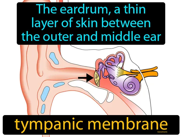 the eardrum, a thin layer of skin between the outer and middle ear