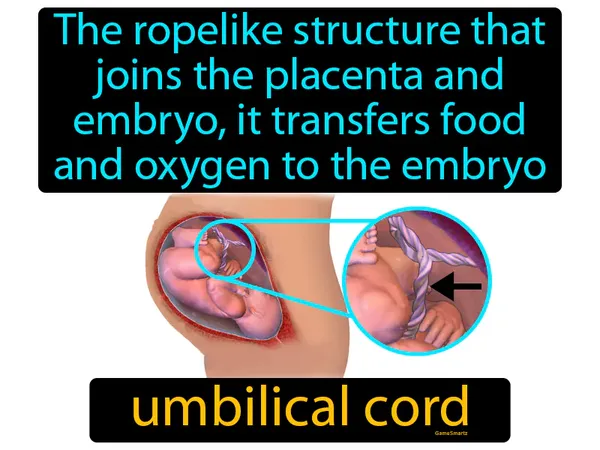 the ropelike structure that joins the placenta and embryo, it transfers food and oxygen to the embryo