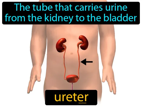 the tube that carries urine from the kidney to the bladder